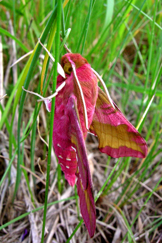 Deilephila porcellus - Sfinge della vite